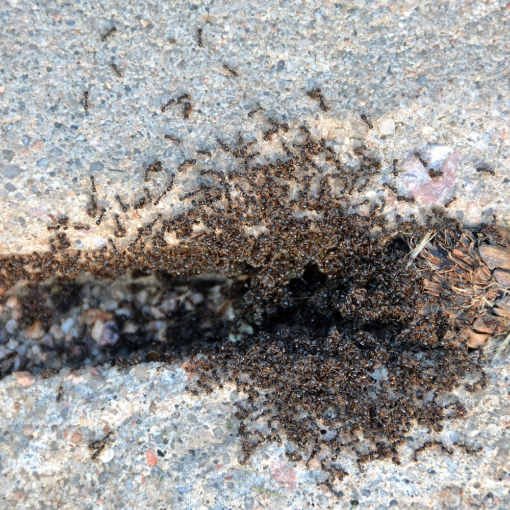 Ant Control Services