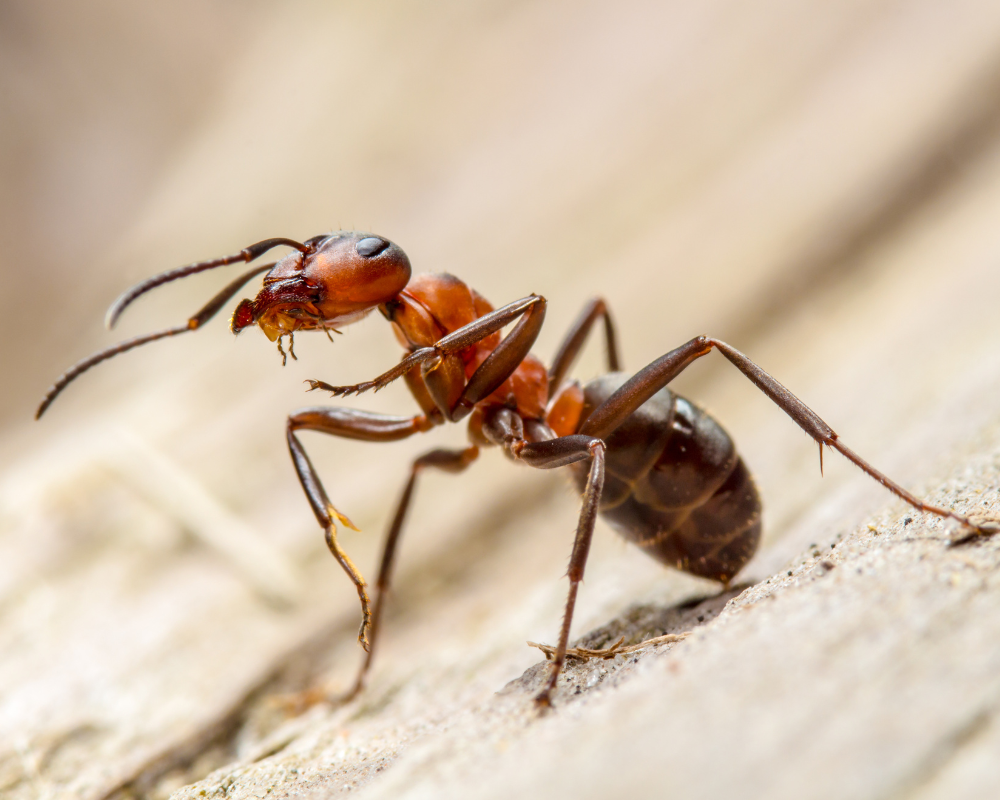 Ants in Your Commercial Property