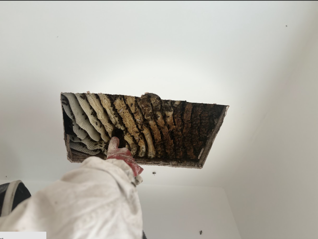 Bee hive removal - Wirral