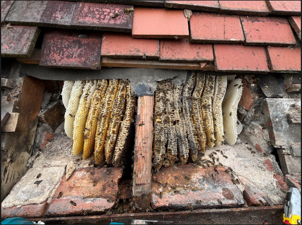 Bee hive removal wirral