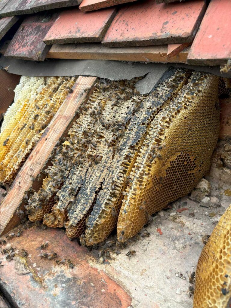 Bees nest Neston