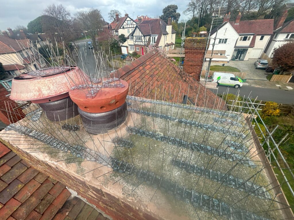 pigeon spikes - In Wallasey