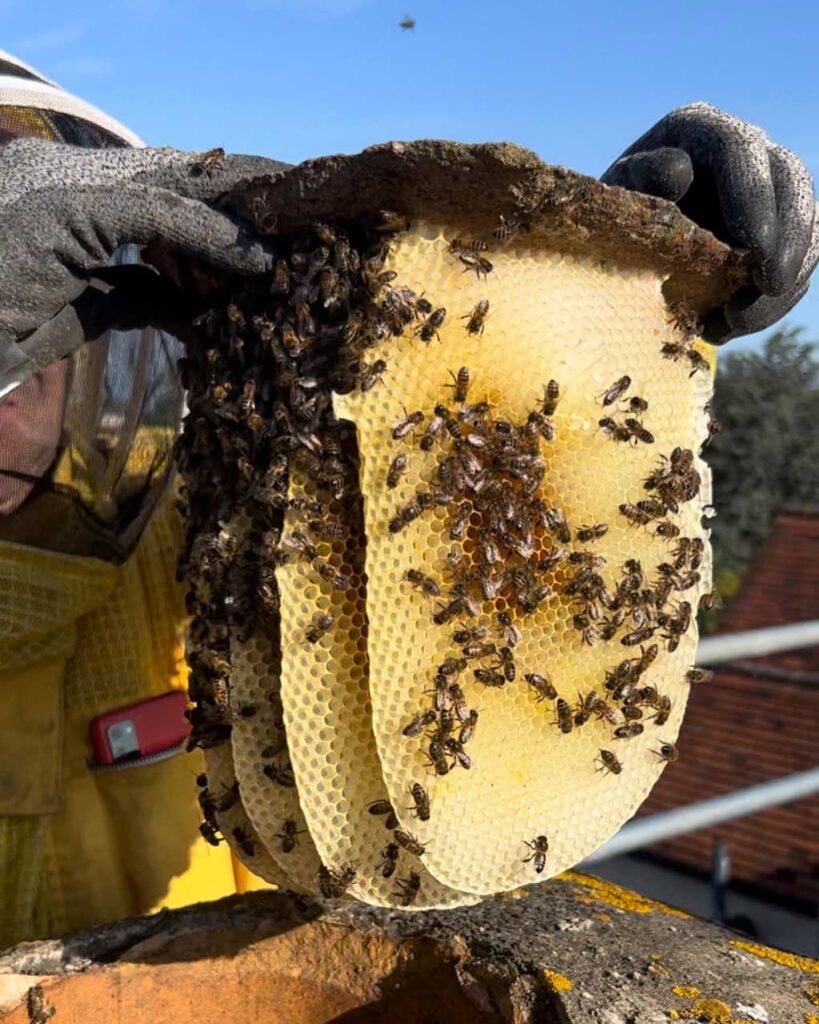 wasp nests removal - pest control wirral