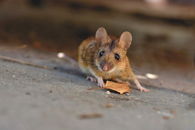 Mice control in Birkenhead