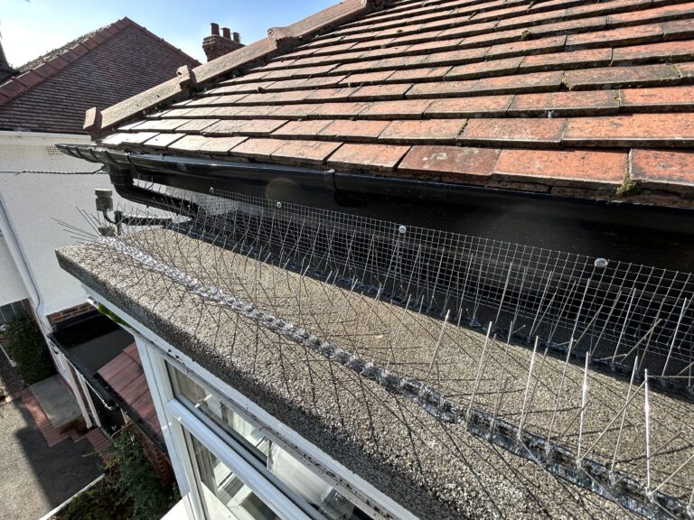 Bird proofing Wirral